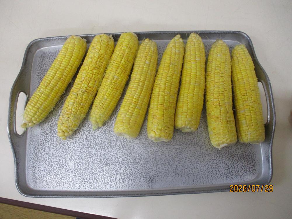 収穫したとうもろこし
